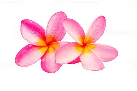 plumeria flower png transparent background 29713033 PNG