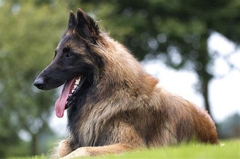 Belgian Tervuren Dog Breed Information, Pictures, Characteristics & Facts – DogTime