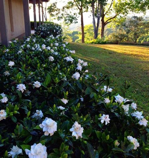 Uma curiosidade a respeito das Gardênias é que existe cerca de 250 ...