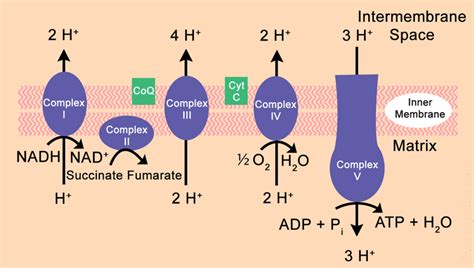 Electron Transport Chain step by step Explanation