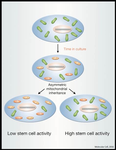 The Mitochondrial Basis of Aging – Science Mission