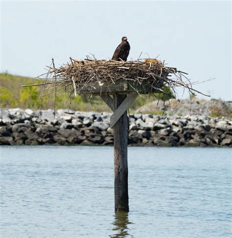 Platform use by nesting eagles - The Center for Conservation Biology