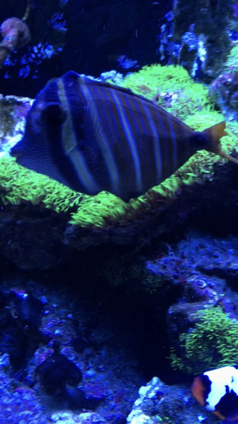 Sailfin Tang Advice | REEF2REEF Saltwater and Reef Aquarium Forum