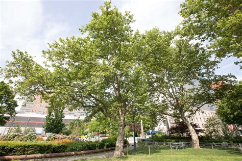 London Plane Tree — Hudson River Park