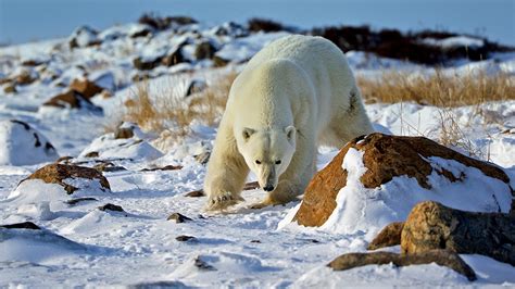 10 Cool Facts about Polar Bears - Churchill Wild