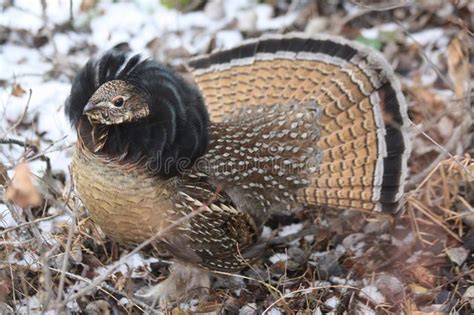 Ruffed grouse 16. A ruffed grouse strutting in his mating plumage , # ...