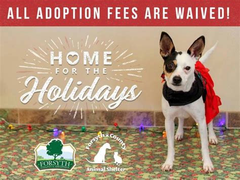 Forsyth Animal Shelter Waives Adoption Fee For Holidays (ICYMI ...