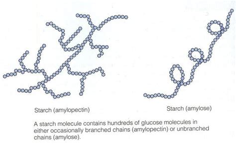 Amylopectin - Alchetron, The Free Social Encyclopedia