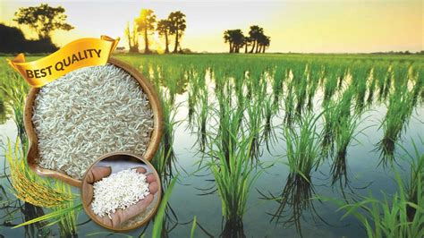 Organic cultivation of Basmati rice in Pakistan: How to Start - Agriculture Information Bank