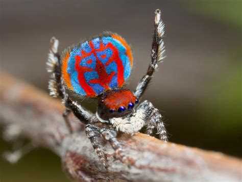 Australian peacock spider - These jumping spiders from the land down under really know how to ...