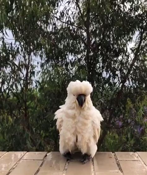 🔥 Visiting Cockatoo shakes its feathers 🔥 | Funny animals, Cute animals ...