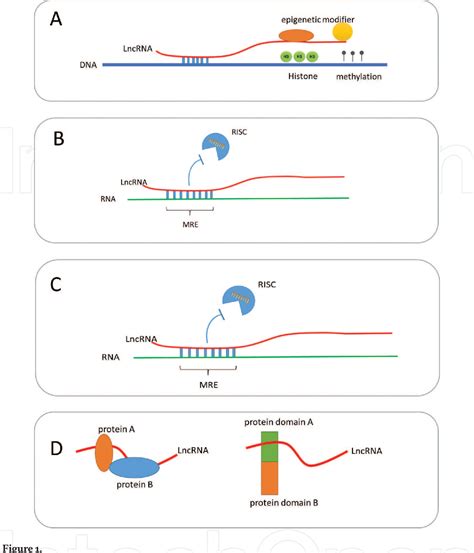 Figure 1 from The Role of Long Noncoding RNAs in Gene Expression Regulation | Semantic Scholar