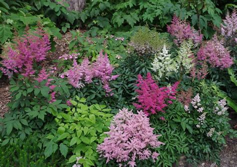 Astilbe Colors - The Stars of a Shade Garden