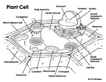 Plant Cell Diagram by Tim's Printables | TPT