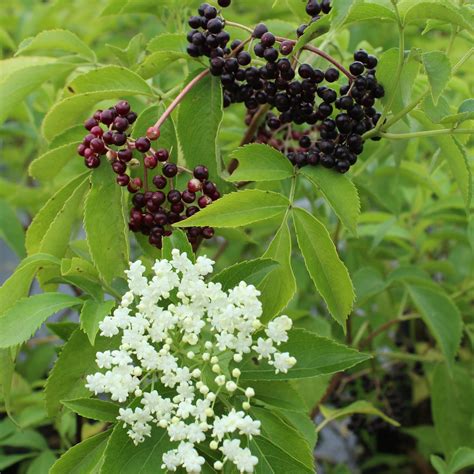 Sambucus canadensis - Multiplants