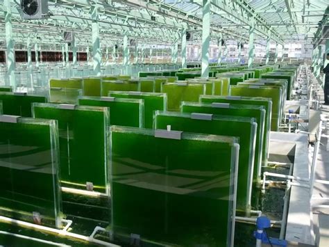 Everything you need to know about Algal Biotechnology