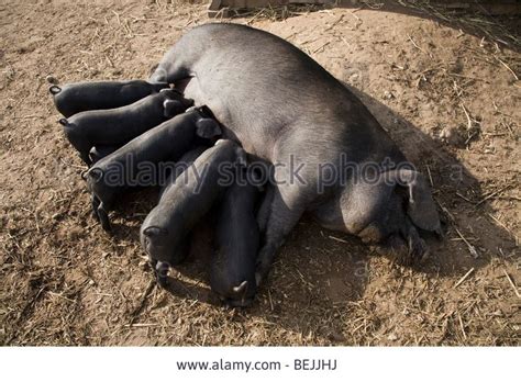 Stock Photo - Large Black pedigree sow pig, also known as a Cornish Black, suckling her litter ...