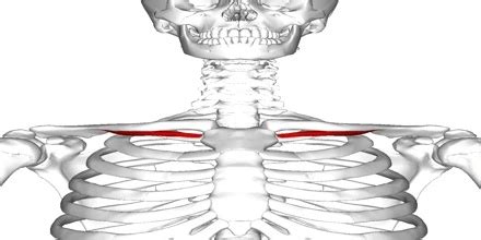 Subclavius muscle - Origin, Insertion Function, Exercise