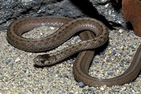 11 non-venomous snakes you want in your backyard