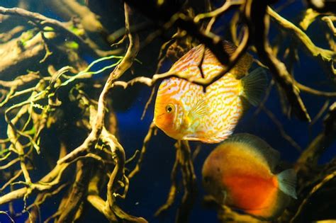 Premium Photo | Discus fish in aquarium