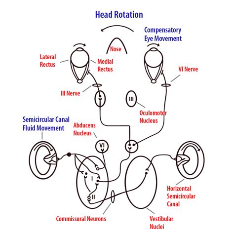 The Vestibular System | Noba