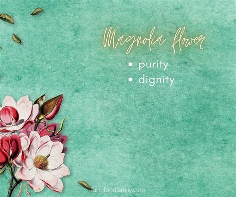 Magnolia Flower Meaning, Symbolism 🌸 - A Symbol Of Femininity, Love