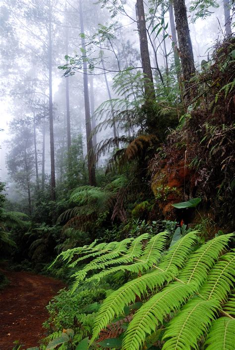 Cloud forest | The side of the path from Buenos Aires to Bas… | Flickr