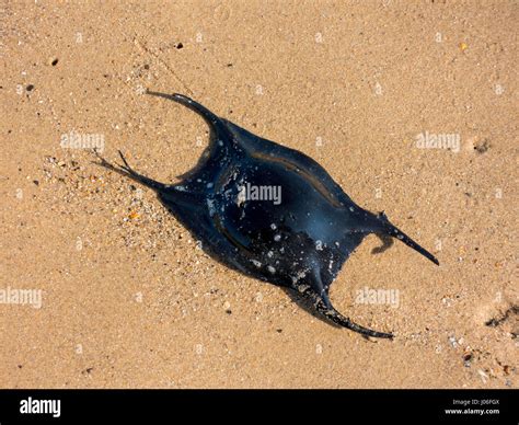 Shark egg case hi-res stock photography and images - Alamy