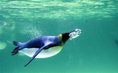 How do Penguins Swim? - Penguins Blog