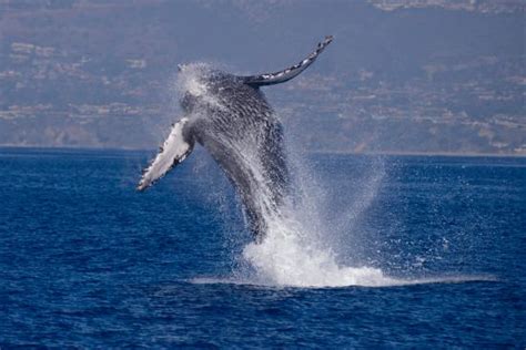 Dana Point Whale Watching Tours, Dana Point, CA - California Beaches