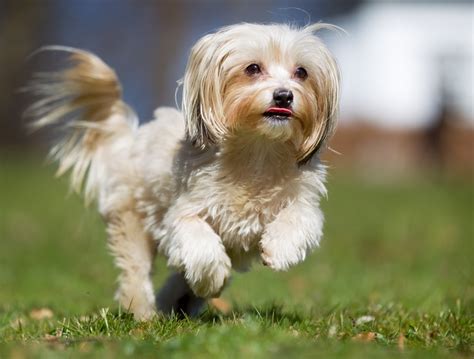 28 Havanese Mixed Breeds (With Info & Pictures) | Hepper