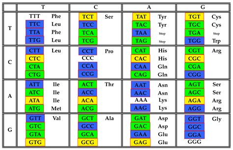 Printable Codon Chart