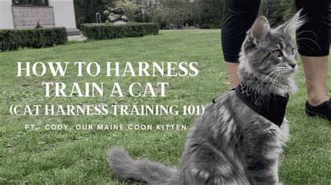 How To Harness Train a Cat (Cat Harness Training 101) - Cat World News