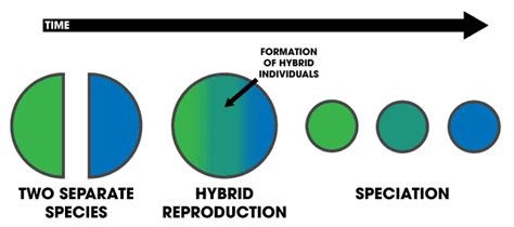 Hybrid speciation - Wikiwand