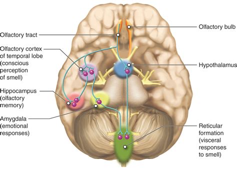 Special Senses: Smell (Olfaction) | A & P 1/2