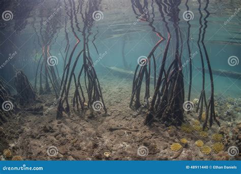 Mangrove Prop Roots Underwater Stock Photography | CartoonDealer.com ...