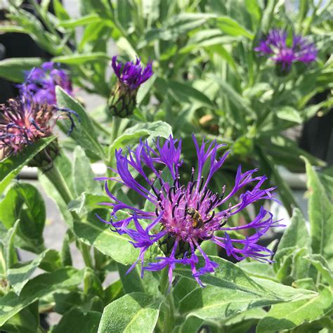 Centaurea montana - Horsford Gardens and Nursery