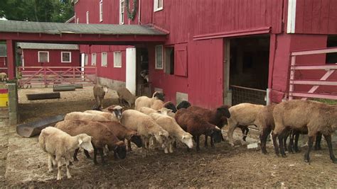 Sheep Feed At A Sheep-wool Farm Outside A Red Barn. Stock Footage Video 4461023 - Shutterstock