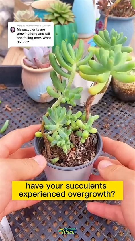 How to grow succulents from seeds complete beginner’s guide – Artofit