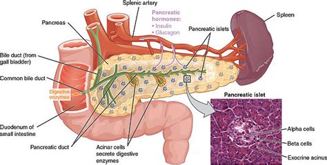 There’s a Type 3? Pancreatic Diabetes as a Distinct Clinical Entity – Clinical Correlations