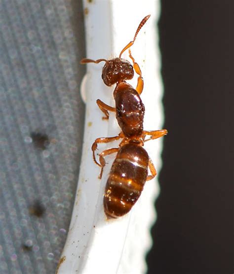 ant 020617 - Lasius claviger - BugGuide.Net