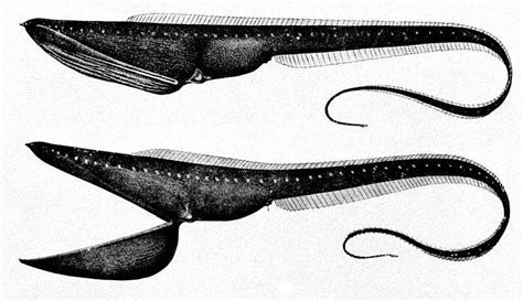 What Are Abyssal Fish? - Characteristics, Examples and Photos!