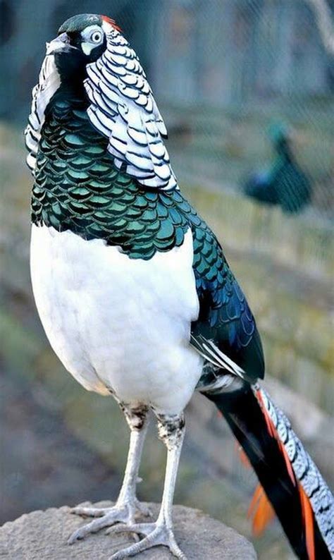 What kind of Fowl is this? | Animals, Beautiful birds, Birds