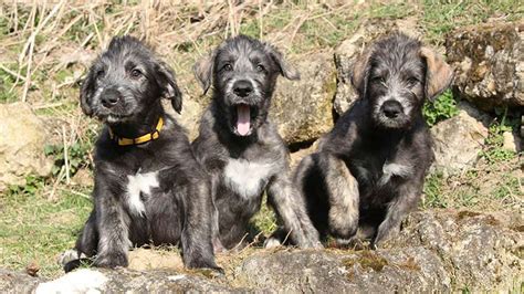 Black Lab Irish Wolfhound Mix