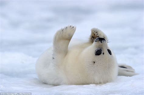 What an ice smile: Adorable two-week-old seal pups show their playful side under the watchful ...