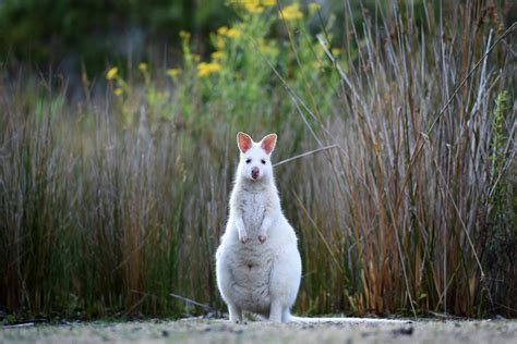 Photo highlights of the day: penitents and gauchos | Bruny island, Photo, Animals