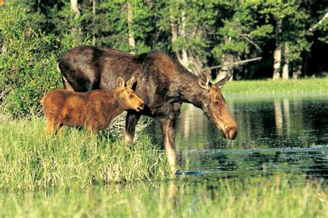 Grand Teton National Park Wildlife Spotting - Jackson Hole Traveler