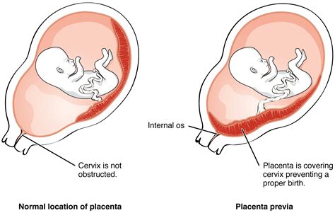 How Does Placenta Develop