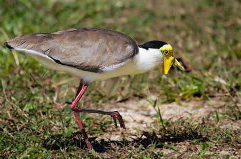 The Curious Masked Plover Photograph by Mr Bennett Kent