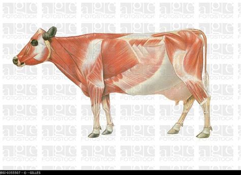 COW ANATOMY, DRAWING. BSI-0355507 © GILLES | Animal paintings, Drawings ...